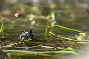 Niebieska żaba moczarowa (rana arvalis), płazy bezogonowe (Anura), żaba w wodzie siedząca na skrzeku (23).
 - obrazy, fototapety, plakaty