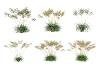 Grass on a transparent background
