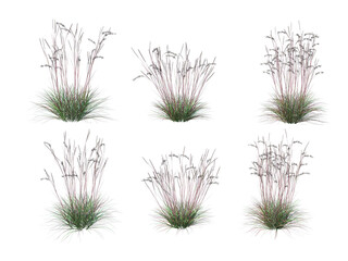 Grass on a transparent background
