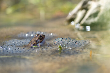 Żaba moczarowa (rana arvalis), płazy bezogonowe (Anura), żaba w wodzie siedząca na skrzeku (19) - obrazy, fototapety, plakaty