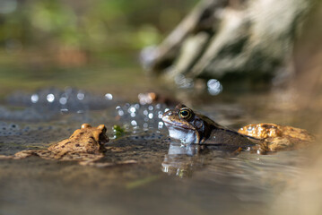 Niebieska żaba moczarowa (rana arvalis), płazy bezogonowe (Anura), żaba w wodzie siedząca na skrzeku, nabrzmiały rezonator (2).
