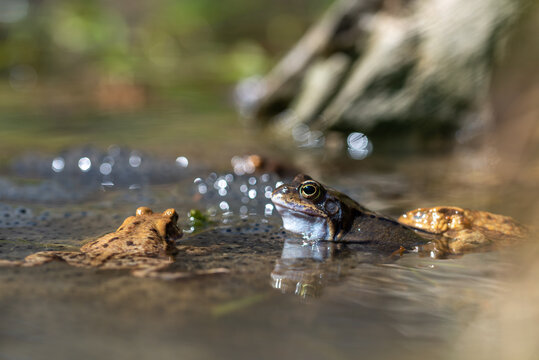 Niebieska żaba moczarowa (rana arvalis), płazy bezogonowe (Anura), żaba w wodzie siedząca na skrzeku, nabrzmiały rezonator (2).

