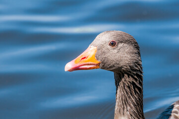 Greylag Goose (Anser anser) in park, Germany