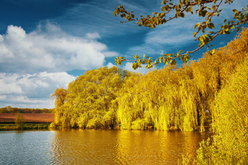 Lake shore in autumn, yellow trees, blue sky, artistic processing