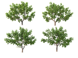 Obraz premium Tree on a transparent background 