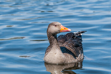 Greylag Goose (Anser anser) in park, Germany