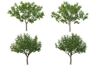 Tree on a transparent background
