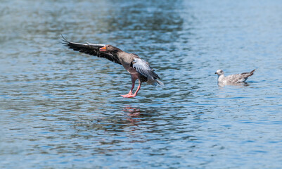 Greylag Goose (Anser anser) in park, Germany
