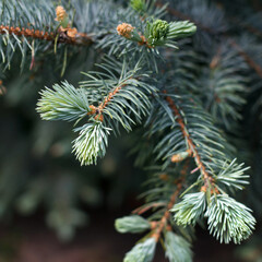 Fototapeta premium Evergreen spruce branch updated with growing new branches of bright green color