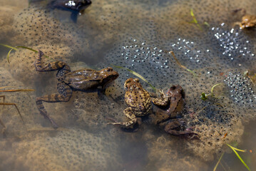 Ropucha szara, ropucha zwyczajna (Bufo bufo), płazy bezogonowe (Anura), dwie żaby siedzące na skrzeku, gruczoły na skórze (5).