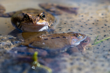 Żaba moczarowa (rana arvalis), płazy bezogonowe (Anura),  żaby siedzące na skrzeku (9). - obrazy, fototapety, plakaty