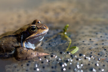 Żaba moczarowa (rana arvalis), płazy bezogonowe (Anura),  żaba siedząca na skrzeku (8). - obrazy, fototapety, plakaty