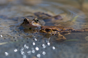 Żaba moczarowa (rana arvalis), płazy bezogonowe (Anura), dwie  żaby siedzące na skrzeku (7), ostre oko.