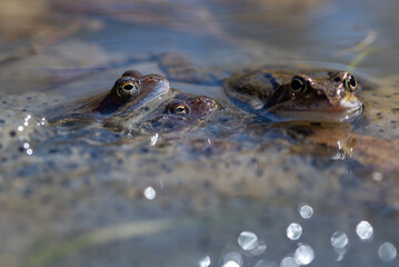 Żaba moczarowa (rana arvalis), płazy bezogonowe (Anura), dwie kopulujące żaby siedzące na skrzeku (6).