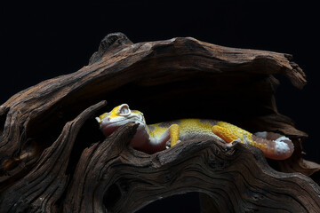 Leopard gecko on the tree bark