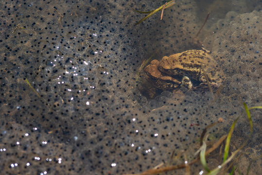 Ropucha szara, ropucha zwyczajna (Bufo bufo), płazy bezogonowe (Anura), dwie żaby siedzące na skrzeku, gruczoły na skórze (2).
