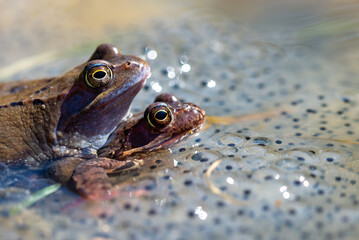 Żaba moczarowa (rana arvalis), płazy bezogonowe (Anura), dwie kopulujące żaby siedzące na skrzeku (2).