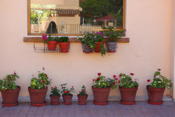 Fototapeta na wymiar pot plants with geranium flowers outdoor house and window decoration closeup photo