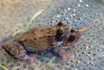 Żaba moczarowa (rana arvalis), płazy bezogonowe (Anura), dwie kopulujące żaby siedzące na skrzeku. - obrazy, fototapety, plakaty