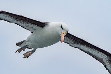 Black-browed Albatross (Thalassarche melanophris) in South Atlantic Ocean, Southern Ocean,...