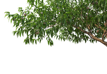 Foreground branch on a transparent background
