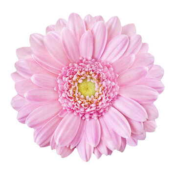 1 rosa Gerbera und Hintergrund transparent