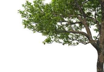 Obraz premium Foreground branch on a transparent background 