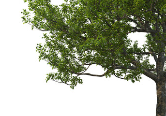 Foreground branch on a transparent background

