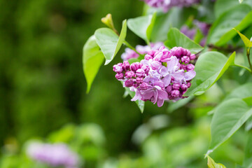 Syringa. Blooming branches of lilac close-up. Lush bloom of lilacs.
