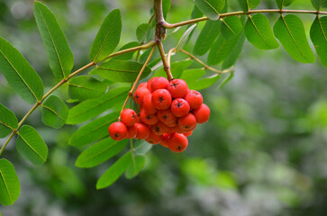 Red berries - wild rowan on a tree branch. Ash berry tree  'Sorbus Aucuparia' . Close up photo outdoors. Free copy space.  Growing rowan tree , health benefits and medicine concept.	