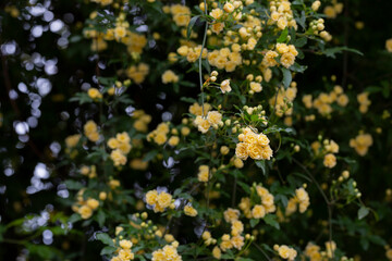 Small yellow roses Rosa banksiae illuminated by the sun in the garden selective focus