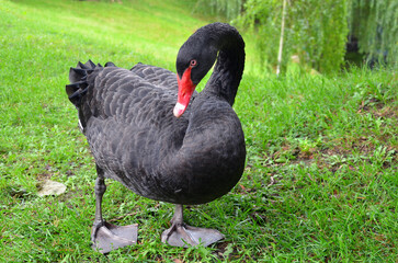 Portrait of black swan ' Cygnus Atratus ' standing on green grass against  summer city park background. Close up photo. Free copy space.