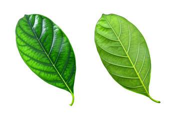 Obraz premium green leaf plant leaves isolated on white background