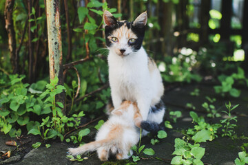 Black and white with beige cat feeding little kitten outdoors.