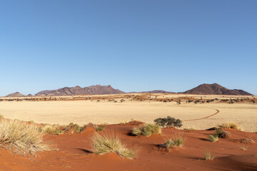 Desert landscape with acacia trees red sand dunes and grass in NamibRand Nature Reserve,  Namib, Namibia, Africa