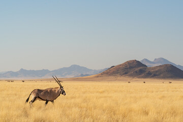 Desert landscape with acacia trees and posing oryx in NamibRand Nature Reserve,  Namib, Namibia,...