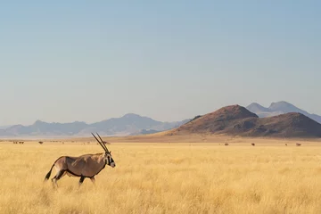  Desert landscape with acacia trees and posing oryx in NamibRand Nature Reserve,  Namib, Namibia, Africa © Tom