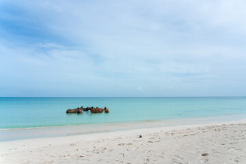 Antigua, Caribbean - September 18th, 2018: Beach paradise with horses in the sea.