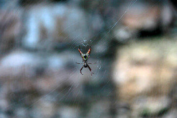 Spider weaves a web in the middle of the forest, a type of silk that serves for shelter, courtship and captures its prey
