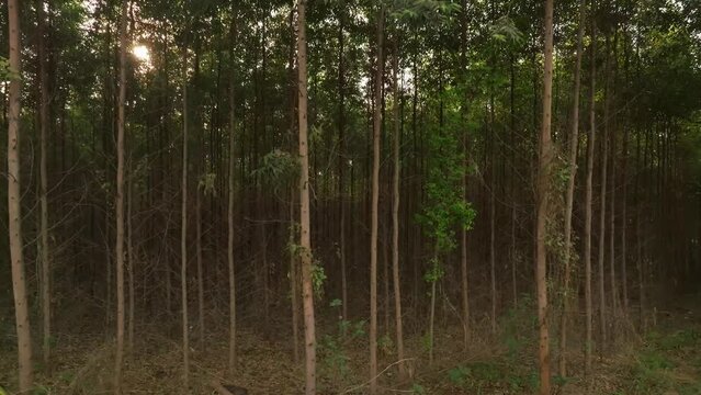 Filme a&eacute;reo, de floresta de reflorestamento, com eucaliptus voltado para a fabrica&ccedil;&atilde;o de papel e celulose, em Limeira, S&atilde;o Paulo, Brasil