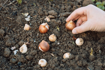 hands holding tulip bulbs before planting in the ground