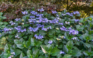 Renton Garden Hydrangeas_5