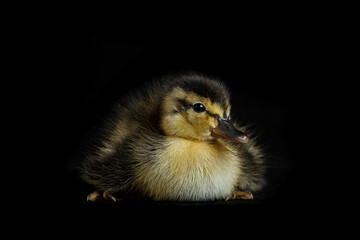chicken on black background