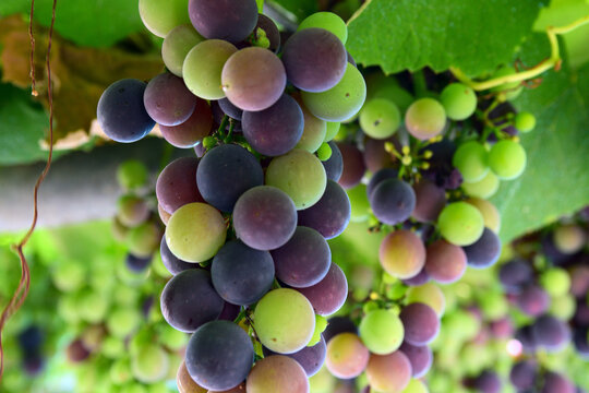 bunch of grapes