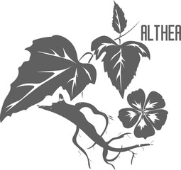 Althea plant vector silhouette isolated. Althaea officinalis plant medicinal herbal. Althaea officinalis flower and root silhouette illustration for pharmaceuticals and cosmetology.