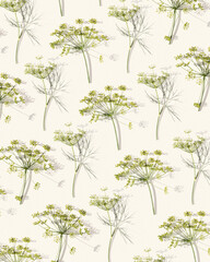 Flowering fresh dill, nature umbrella flower of herb Dill on beige background. Autumn natural aesthetic pattern with spicy herb fennel. Natural background top view, sunlight and shadow