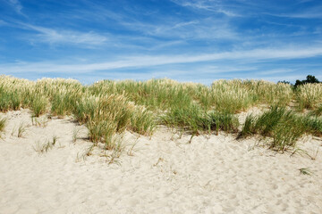 Nature view with dune grass, fine sand and blue cloudy sky, beach dunes of Baltic sea, Russia. Beautiful aesthetic natural scenic background, picturesque seaside with growth green grass, summer