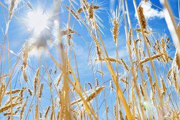 Grain crops on field against blue sky. View below of grains crop on field. Harvest wheat, barley, rye as creative background. Ears of cereals at sunlight, lens flare light effect - obrazy, fototapety, plakaty