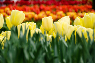 Tulipani a Keukenhof - 525360147