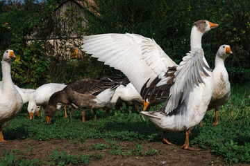 geese on the grass